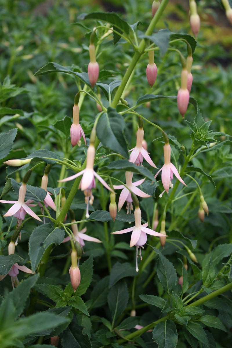 Fuchsia White Knights Pearl