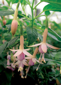 Fuchsia White Knights Pearl