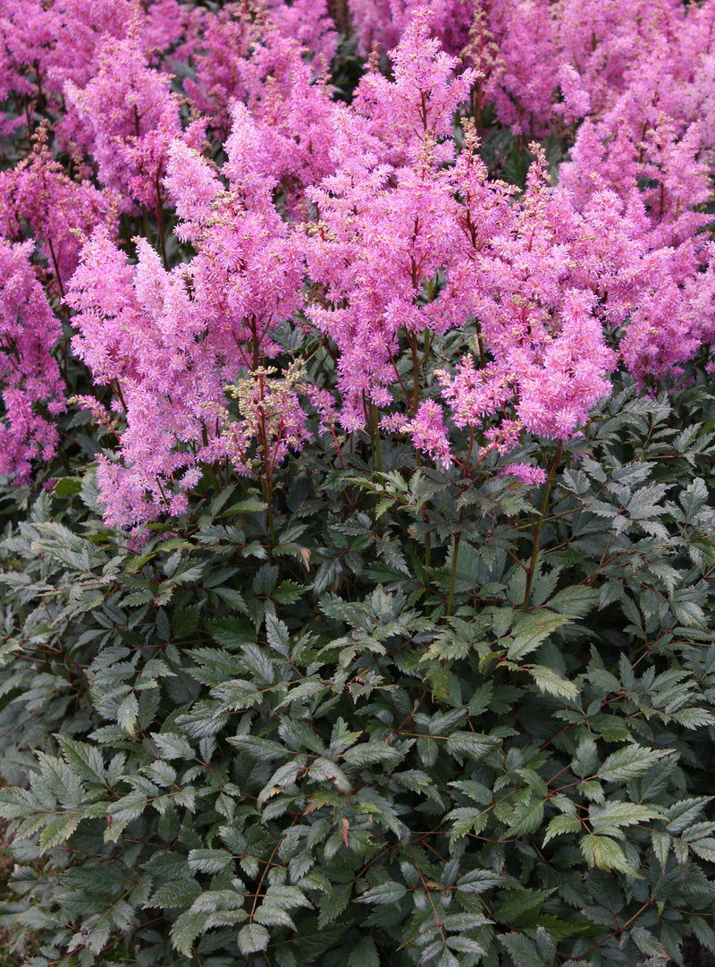 Astilbe Amethyst - 1 Gallon