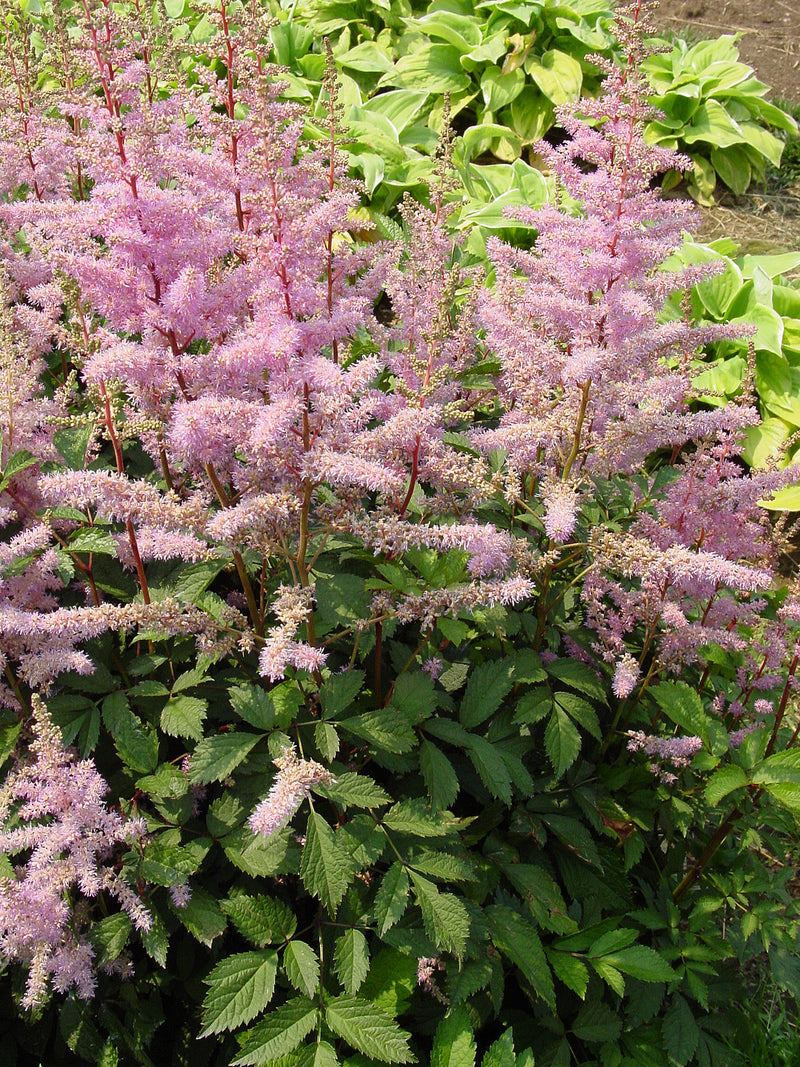 Astilbe Amethyst - 1 Gallon