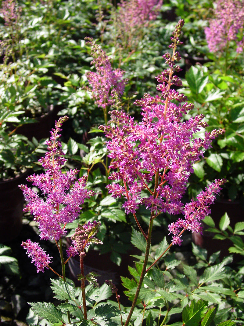 Astilbe Amethyst - 1 Gallon