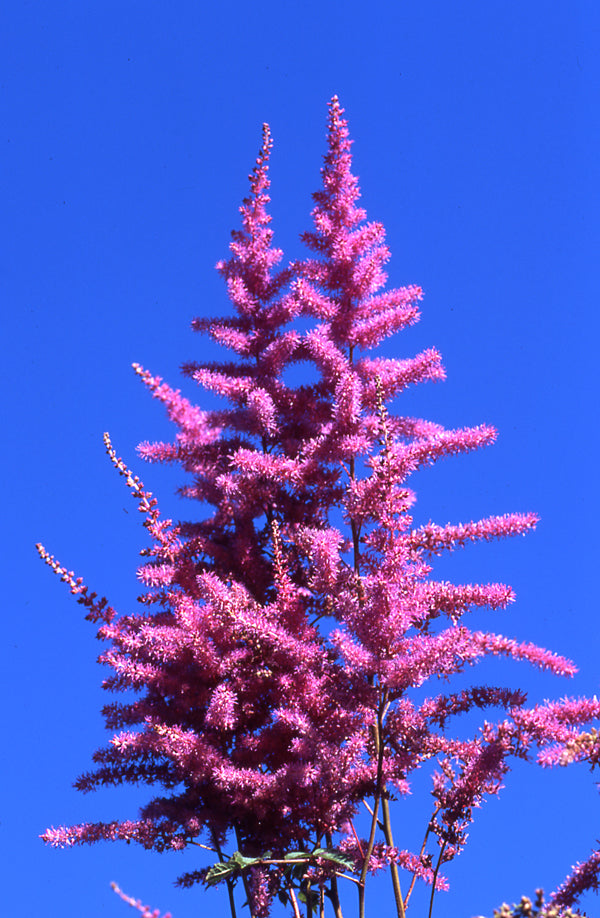 Astilbe Amethyst - 1 Gallon