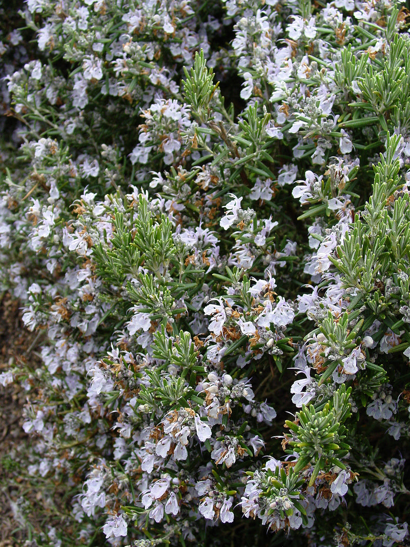 Rosemary Barbecue - 1 Gallon