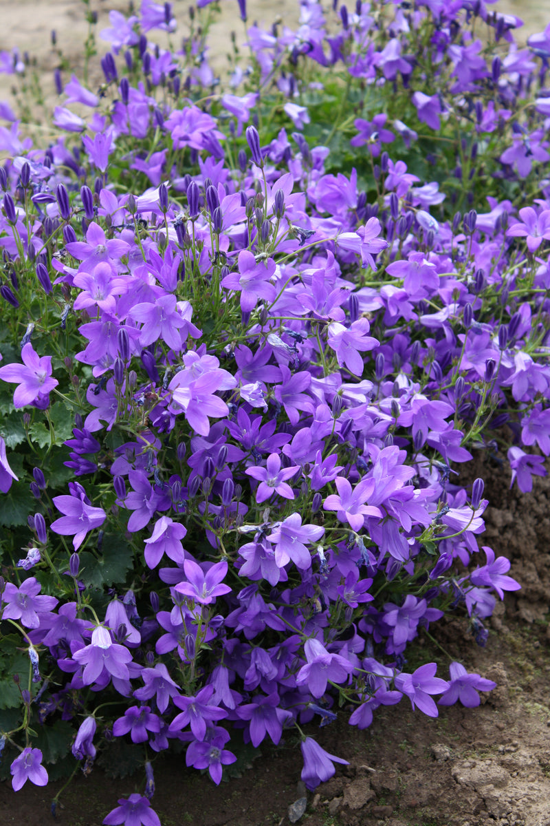 Campanula Birchs Hybrid - Quart