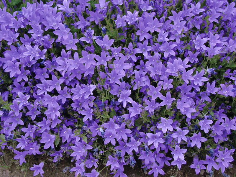 Campanula Birchs Hybrid - Quart