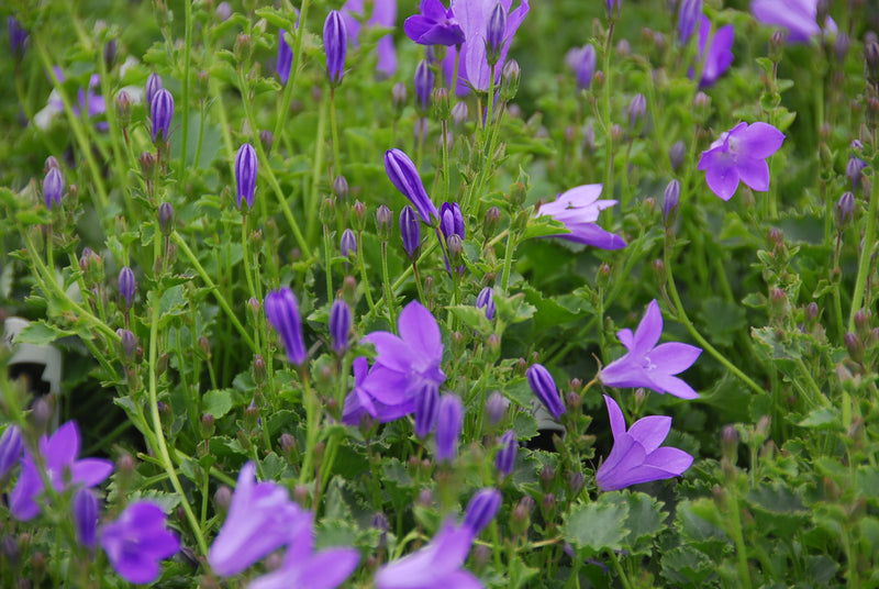 Campanula Birchs Hybrid - Quart
