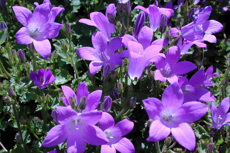 Campanula Birchs Hybrid - Quart