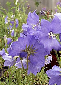 Campanula Telham Beauty - 3.5"