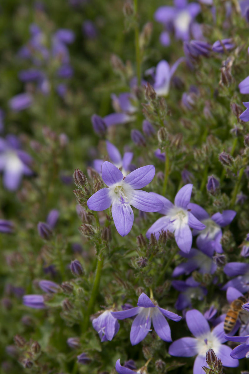 Campanula poscharskyana - 3.5"