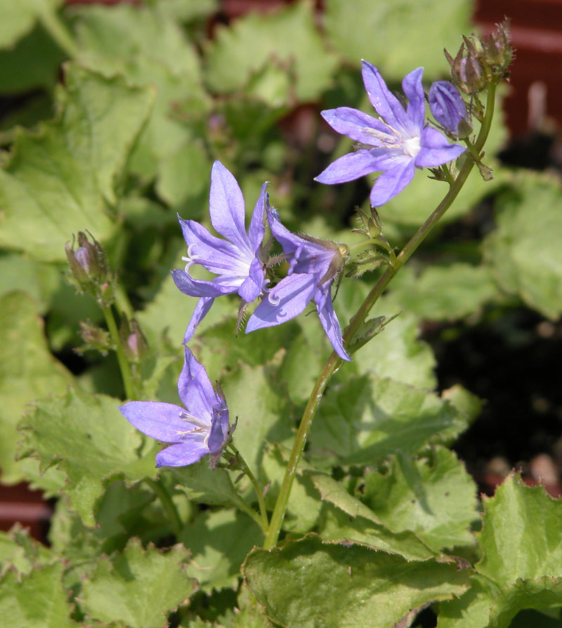 Campanula poscharskyana - 3.5"