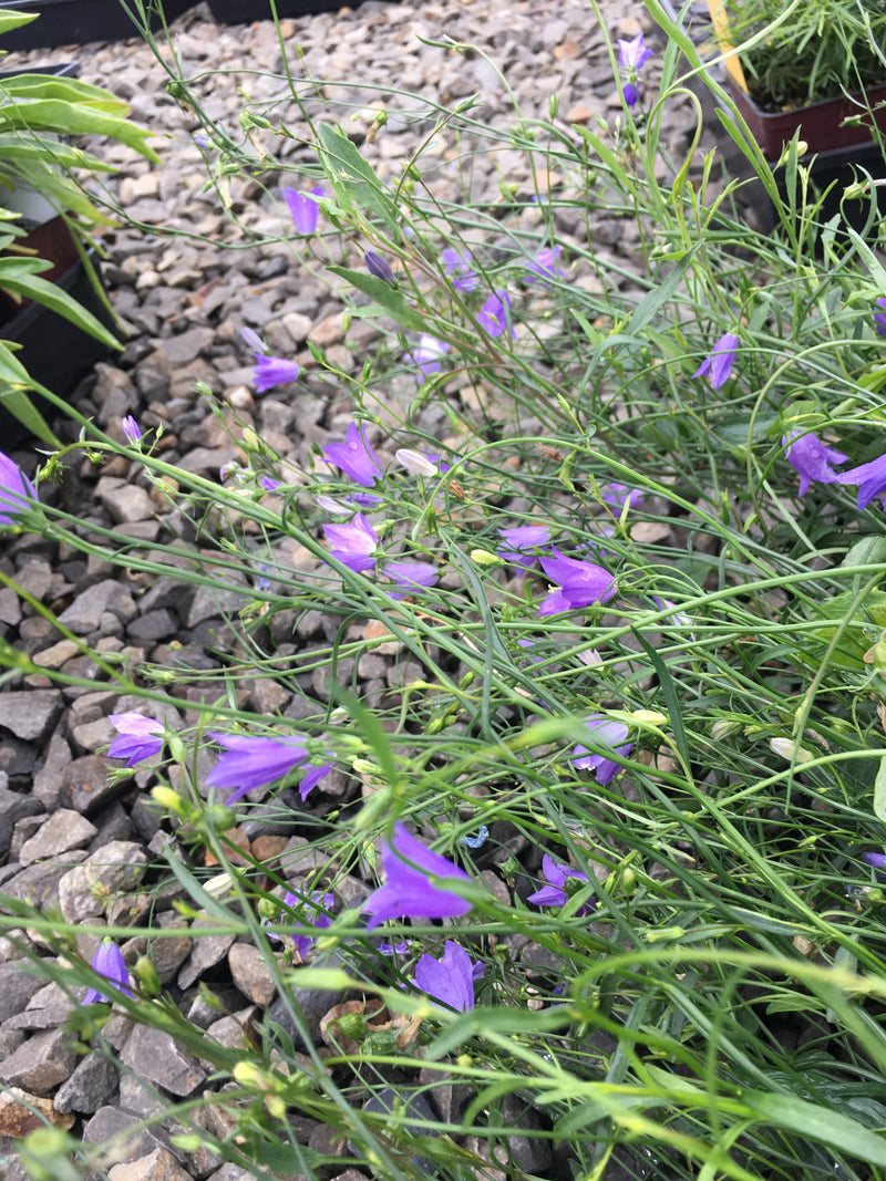 Campanula rotundifolia - 3.5"