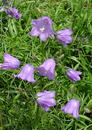 Campanula rotundifolia - 3.5"
