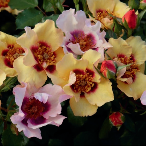 Rose Week's In Your Eyes™ Bare Root