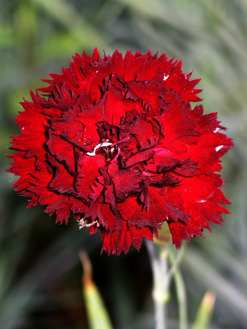 Dianthus King of Blacks - 3.5"