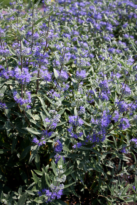 Bluebeard (Caryopteris) Dark Knight - 1 Gallon