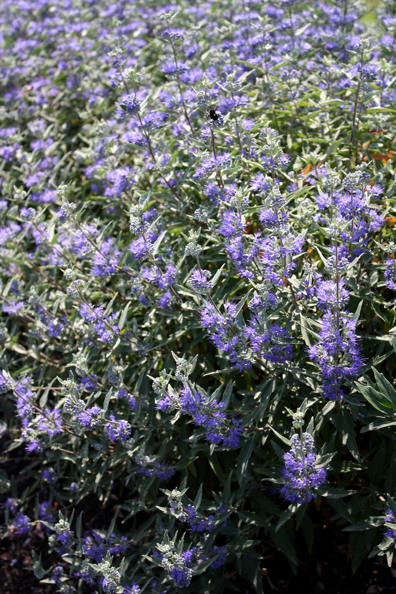 Bluebeard (Caryopteris) Dark Knight - 1 Gallon