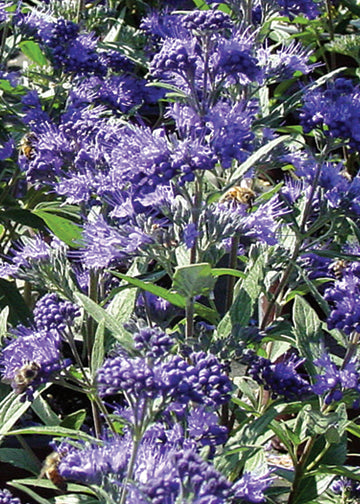 Bluebeard (Caryopteris) Dark Knight - 1 Gallon