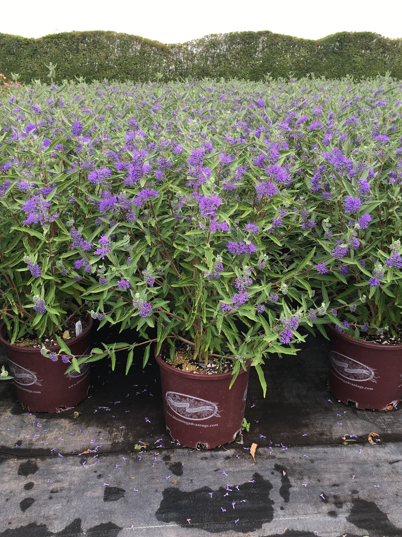 Bluebeard (Caryopteris) Dark Knight - 1 Gallon