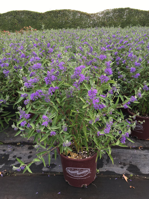 Bluebeard (Caryopteris) Dark Knight - 1 Gallon