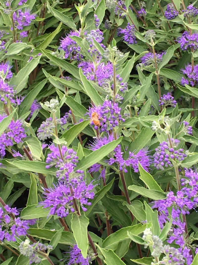Bluebeard (Caryopteris) Dark Knight - 1 Gallon