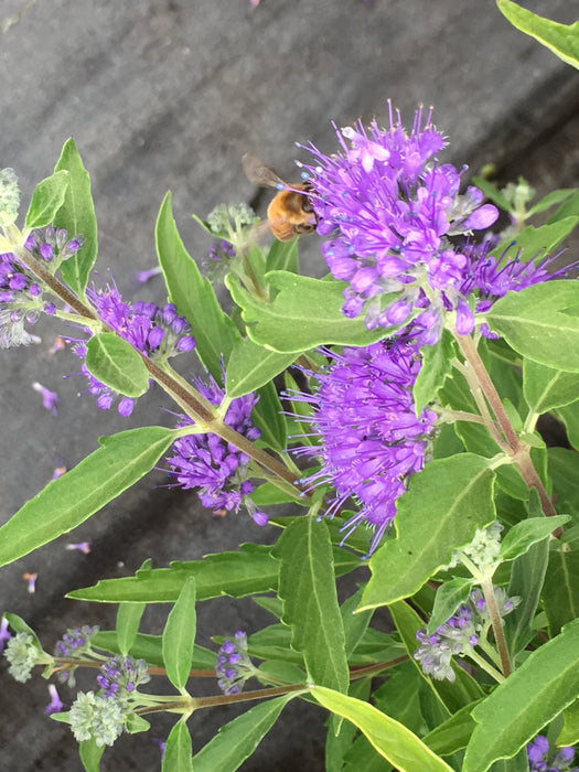 Bluebeard (Caryopteris) Dark Knight - 1 Gallon