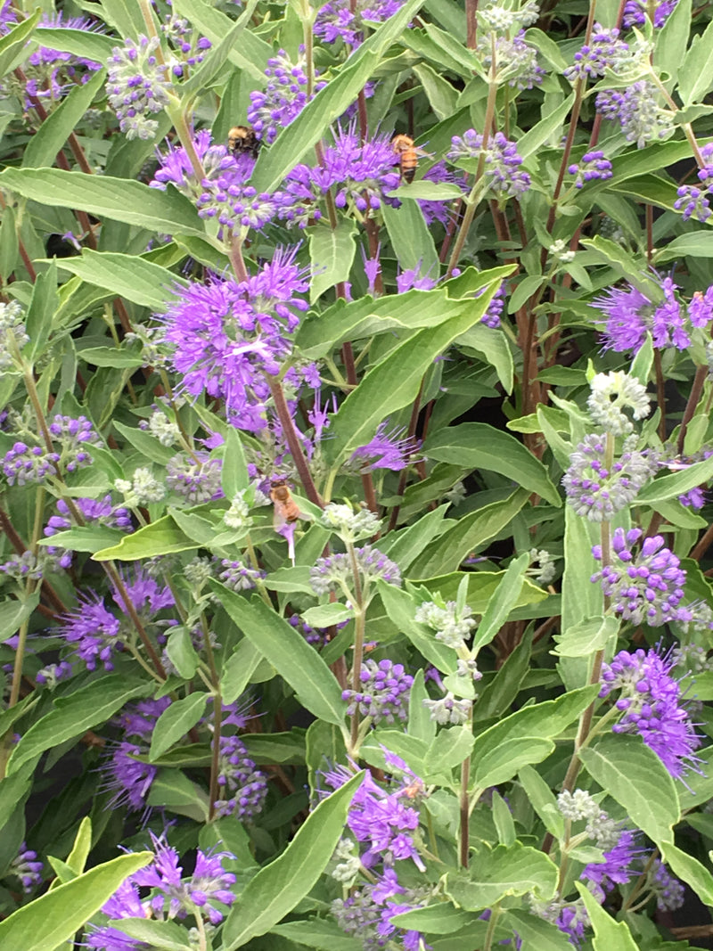 Bluebeard (Caryopteris) Dark Knight - 1 Gallon