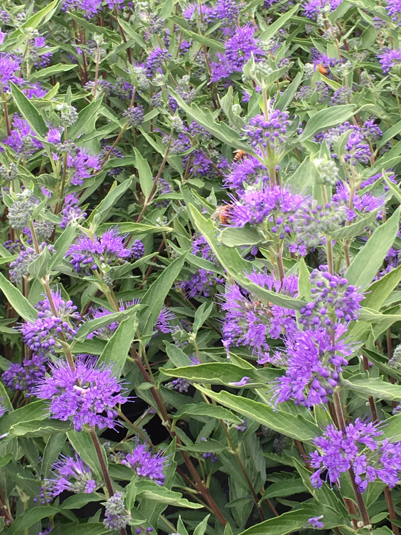 Bluebeard (Caryopteris) Dark Knight - 1 Gallon