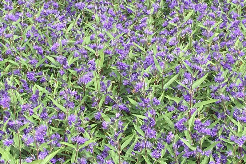 Bluebeard (Caryopteris) Dark Knight - 1 Gallon