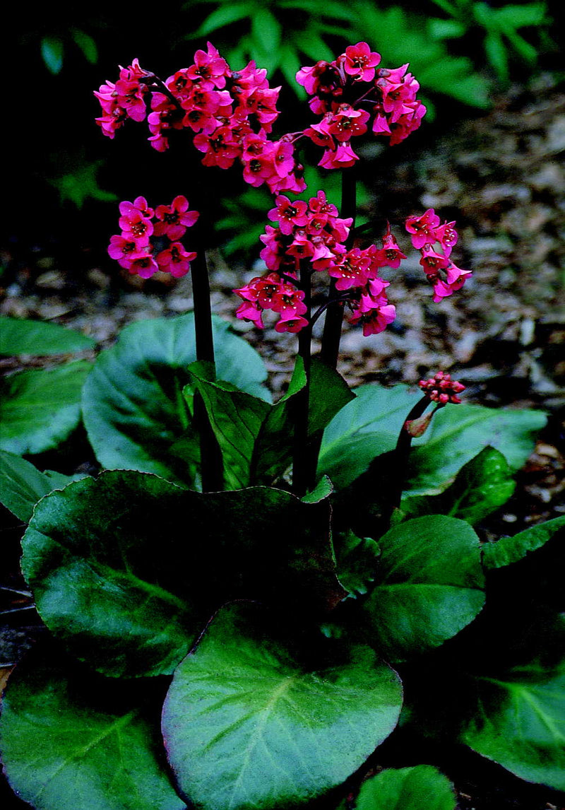 Bergenia Winterglut - 1 Gallon