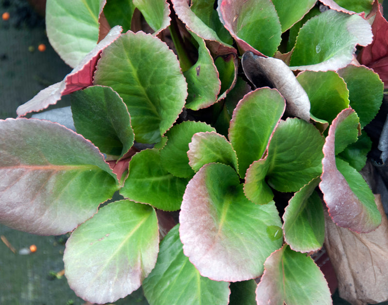 Bergenia Winterglut - 1 Gallon