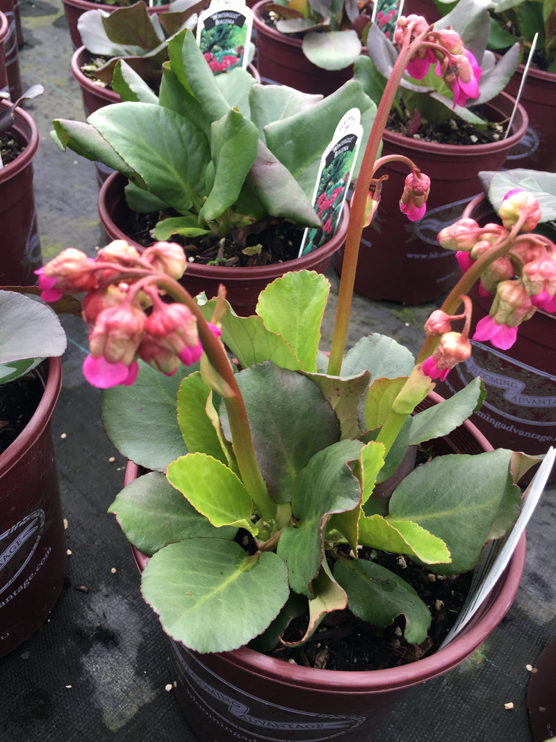 Bergenia Winterglut - 1 Gallon