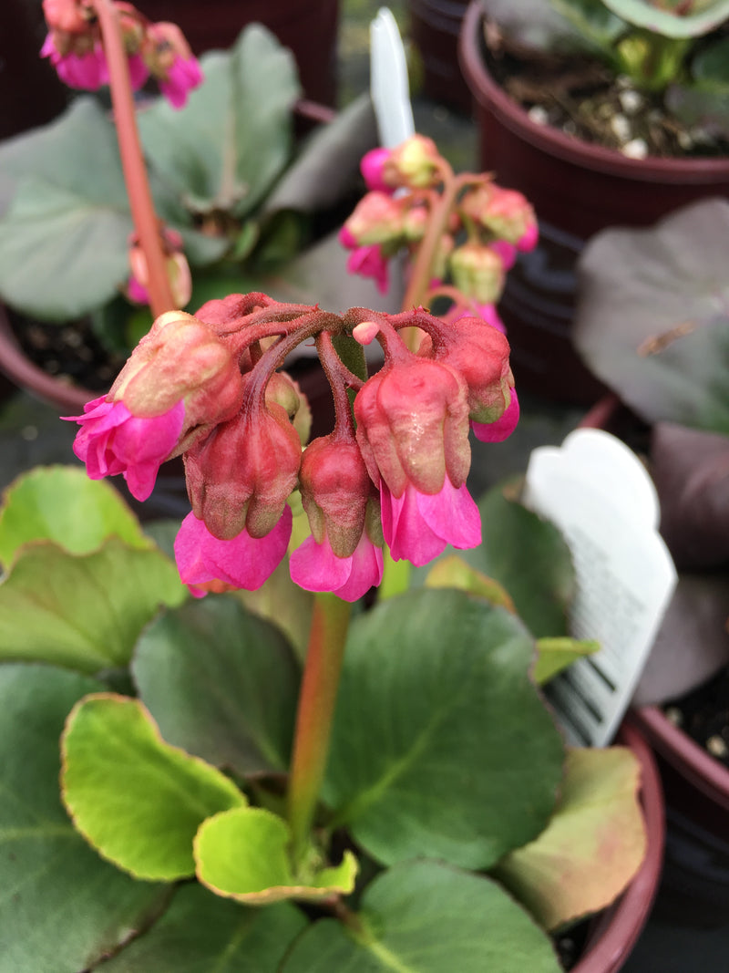 Bergenia Winterglut - 1 Gallon