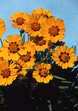 Coreopsis Baby Sun - 3.5"