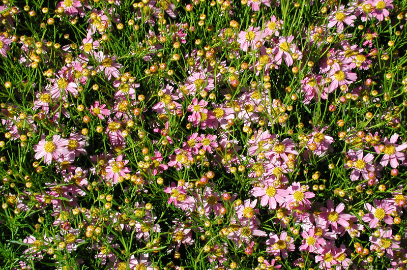 Coreopsis rosea - 3.5"