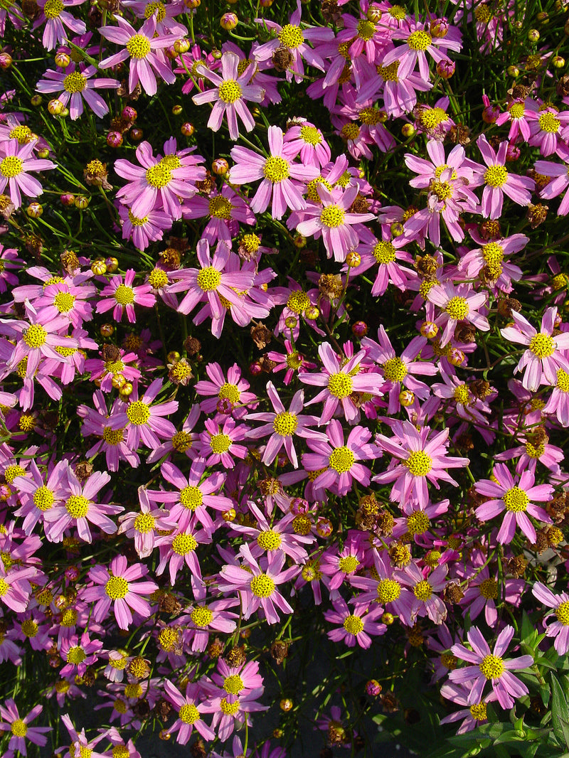 Coreopsis rosea - 3.5"