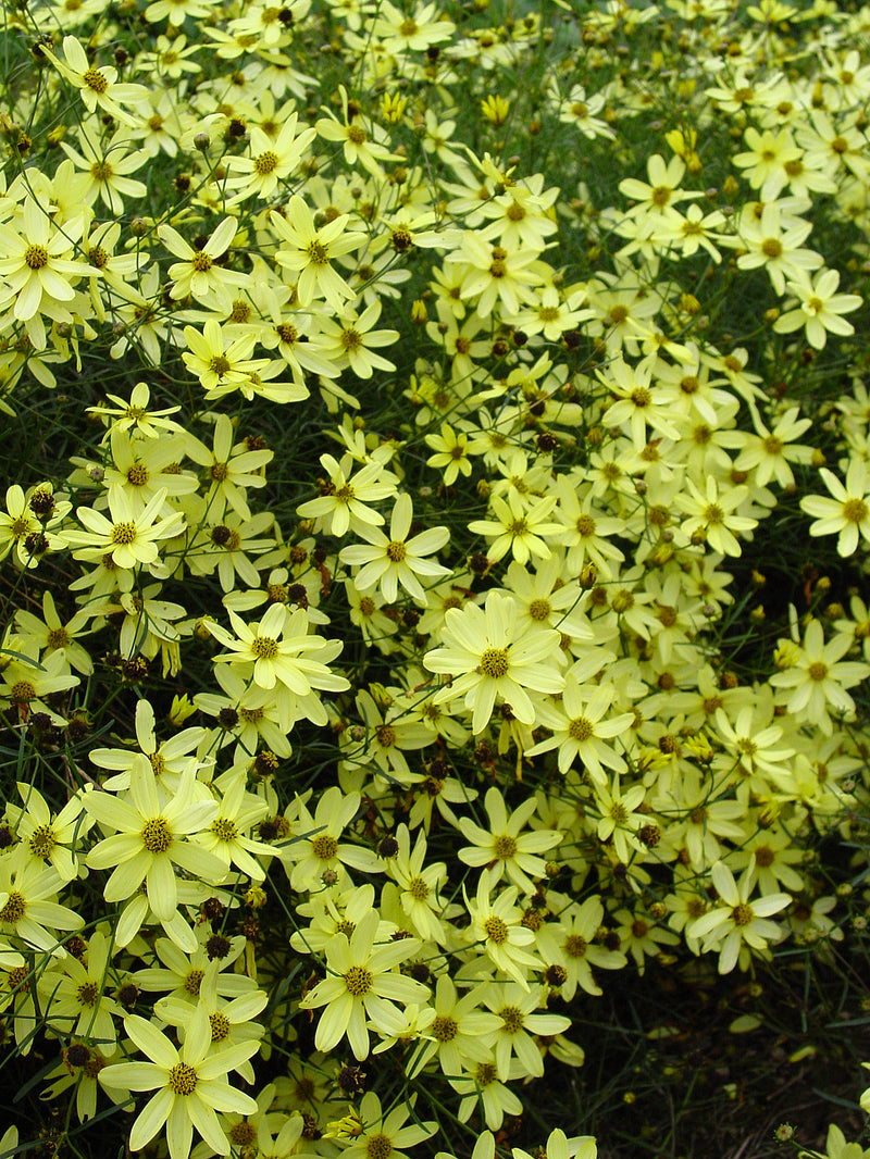 Coreopsis Moonbeam - 1 Gallon