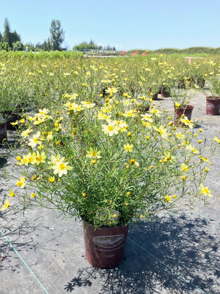 Coreopsis Moonbeam - 1 Gallon