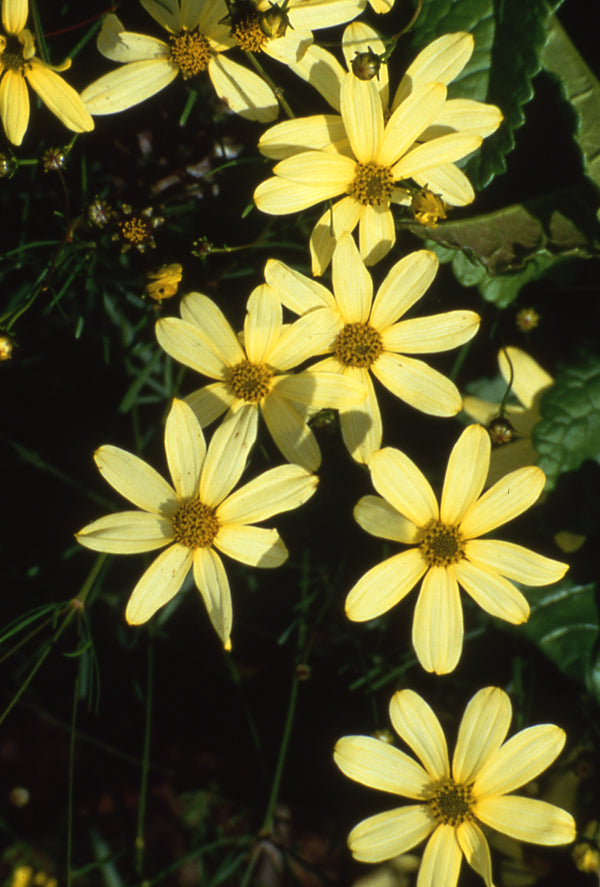 Coreopsis Moonbeam - 1 Gallon