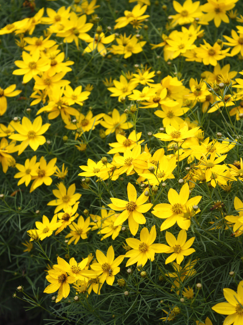 Coreopsis Zagreb - 3.5"