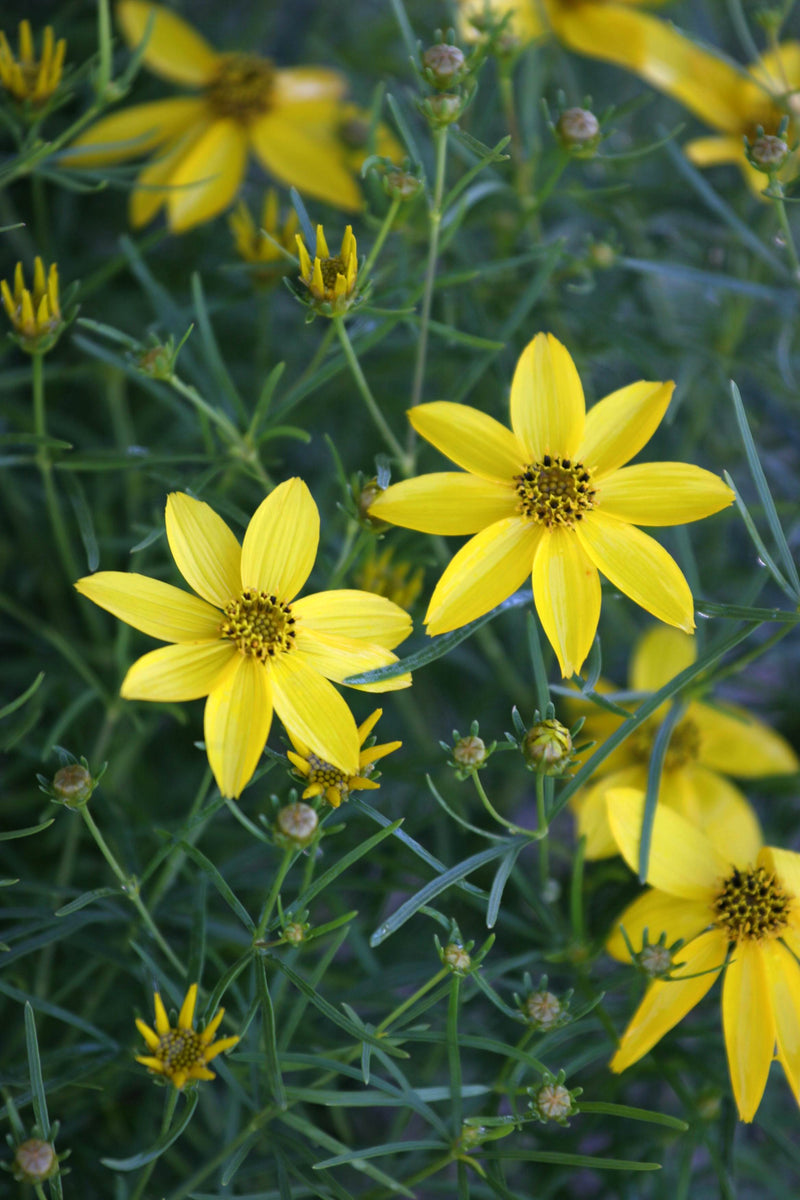 Coreopsis Zagreb - 3.5"