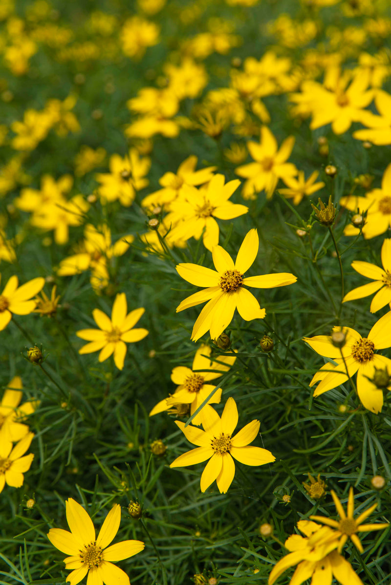 Coreopsis Zagreb - 3.5"