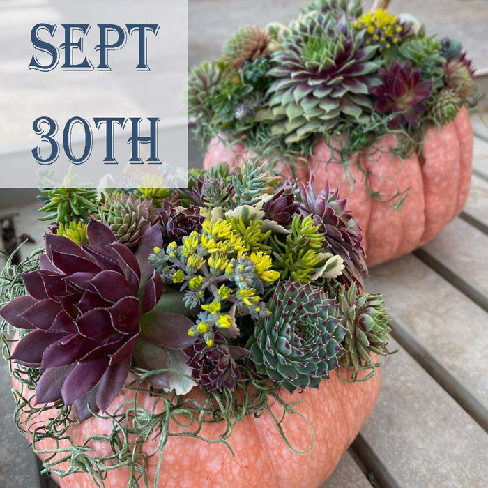 CLASS Decorating Succulent Pumpkins