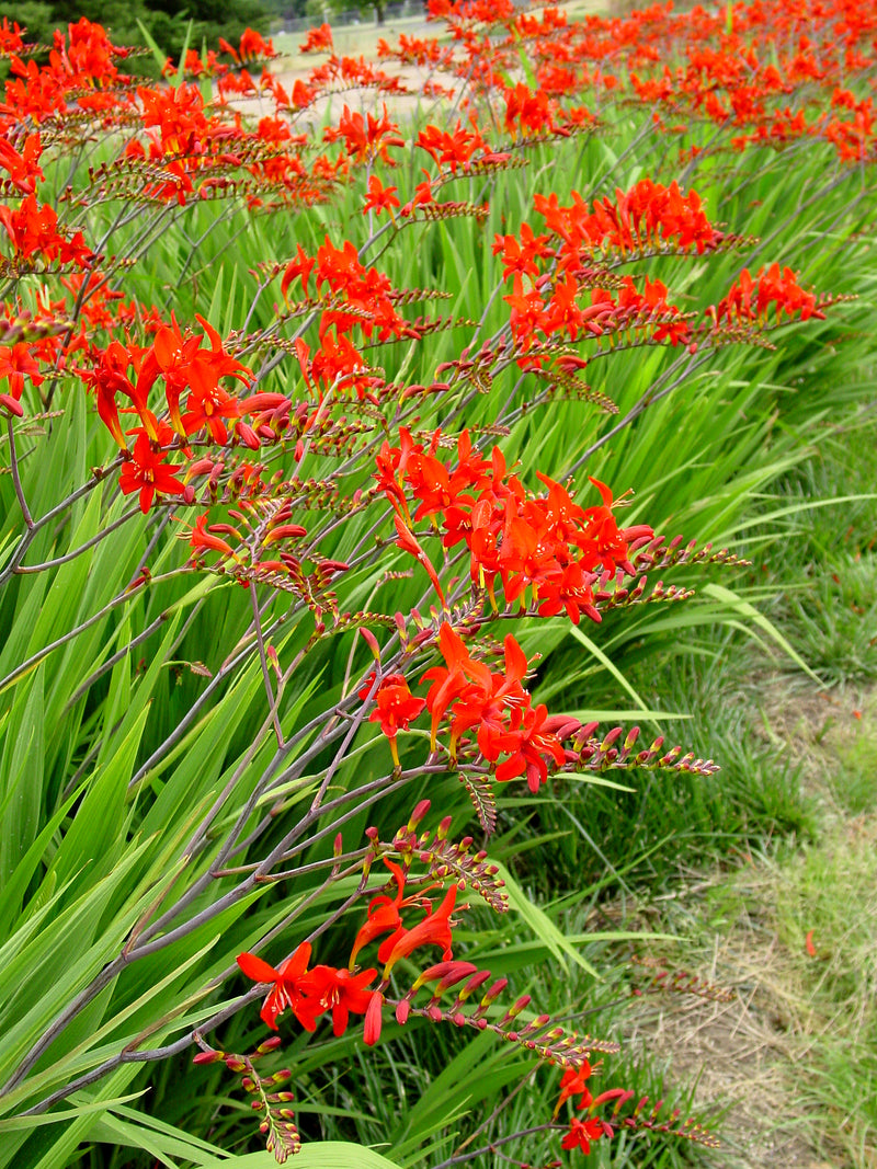 Crocosmia Lucifer - Quart