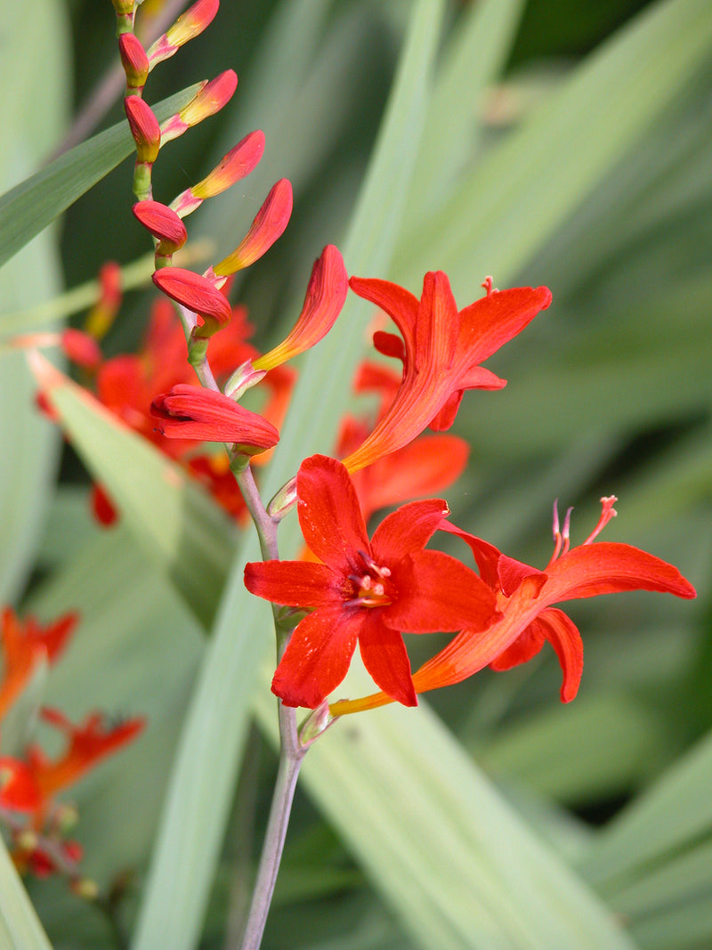 Crocosmia Lucifer - Quart