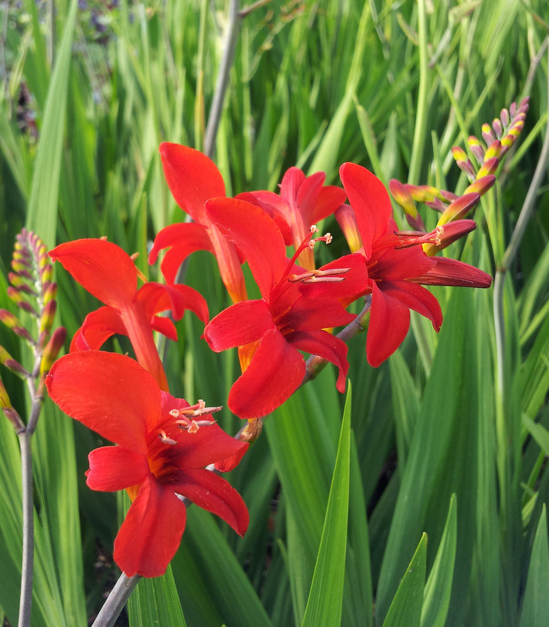 Crocosmia Lucifer - Quart