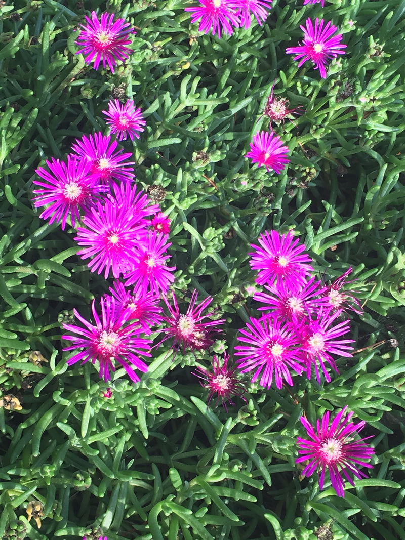 Delosperma cooperi - 3.5"