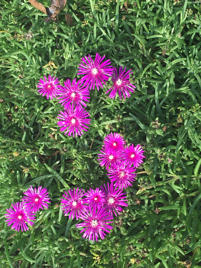 Delosperma cooperi - 3.5"