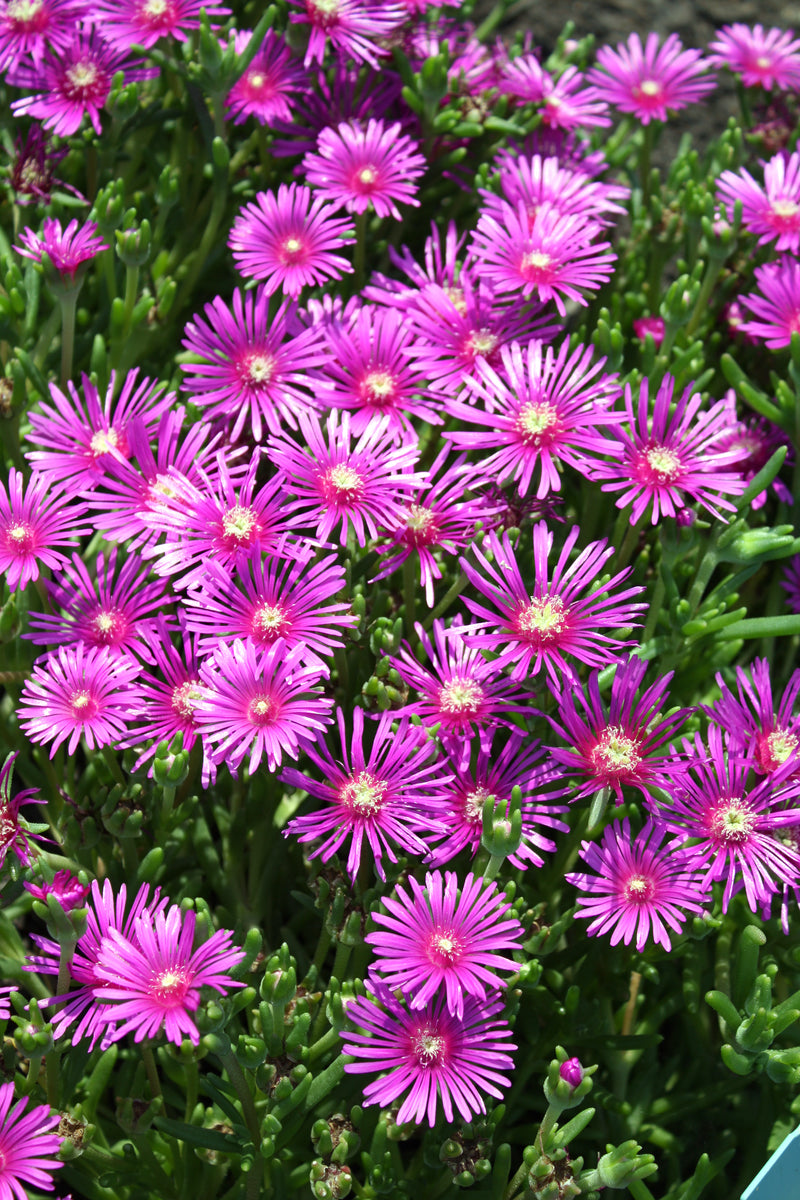 Delosperma cooperi - 3.5"