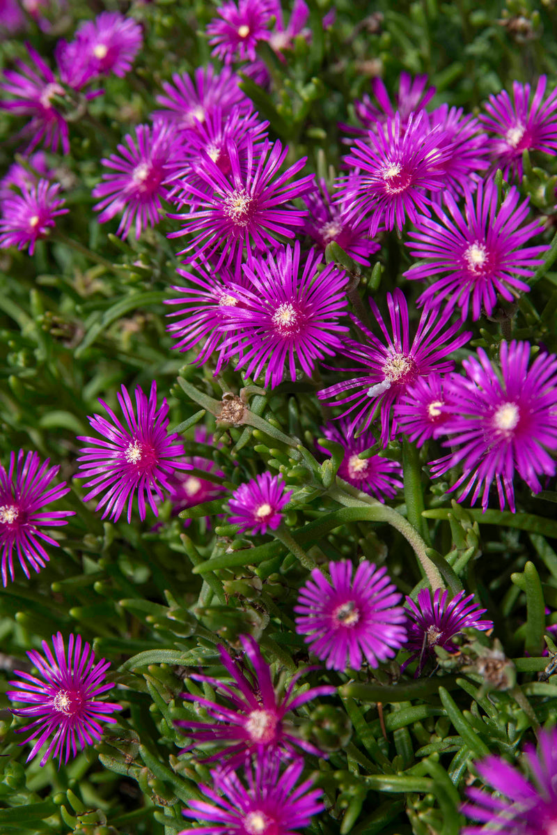 Delosperma cooperi - 3.5"