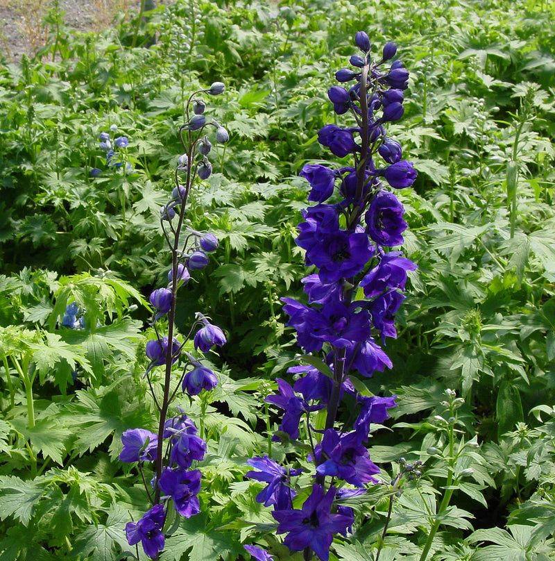 Delphinium Black Knight - 1 Gallon